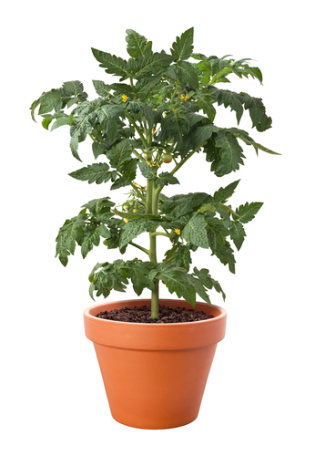 Tomato plant in a pot